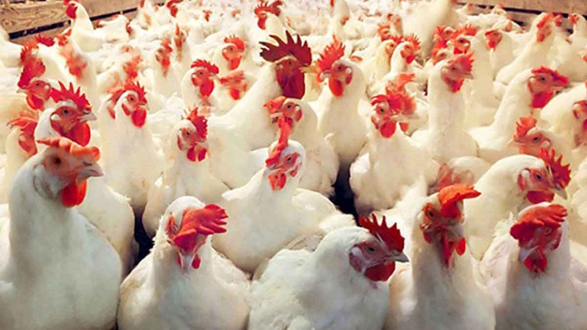 قیمت‌ مرغ چگونه کاهشی شد و ثبات پیدا کرد؟