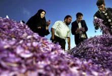 وزارت صمت خواستار حذف عوارض صادراتی زعفران شد