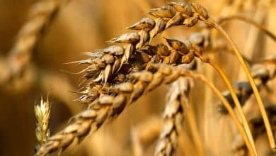 قیمت جدید گندم بر اساس نرخ تورم است