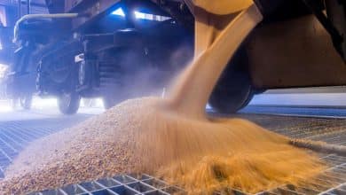 واردات ۱۴۰ هزار تن گندم از طریق بندر امام به کشور