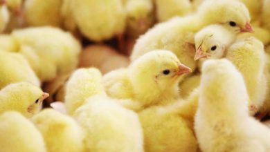 افزایش جوجه ریزی تنش بازار مرغ را کاهش داد