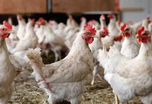 تولید مرغ افزایش یافت / قیمت جوجه یک‌روزه