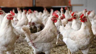 تولید مرغ در کشور به ۳۰۰ هزار تن رسید