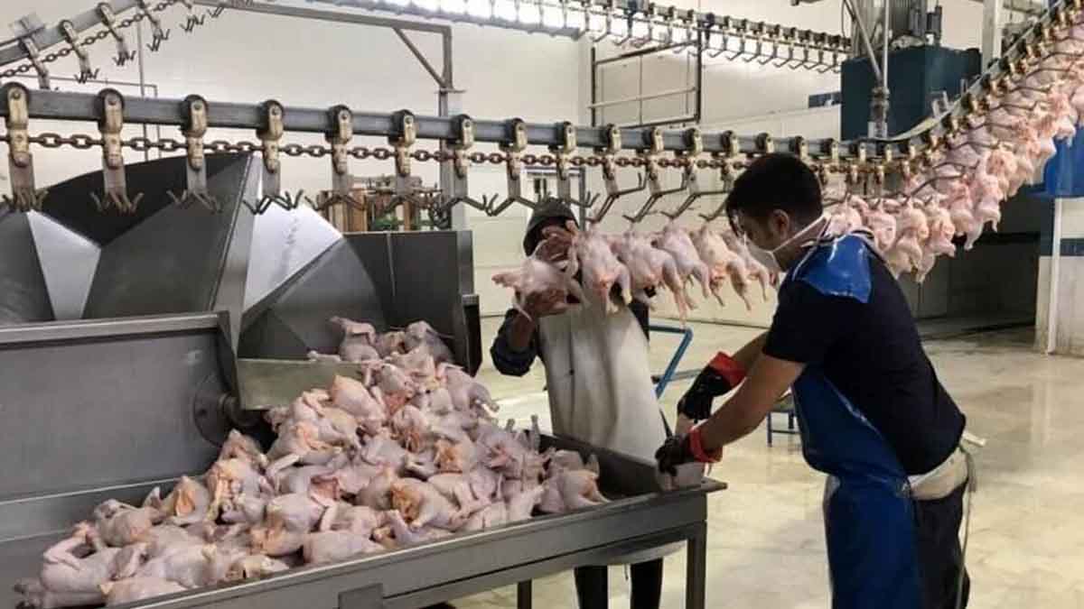 نرخ مرغ در ماه‌های آتی تغییری ندارد / قیمت انواع مرغ در ۹ مهر ۱۴۰۲