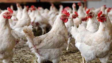 جزئیات نرخ تورم تولید مرغ در تابستان ‌۱۴۰۲