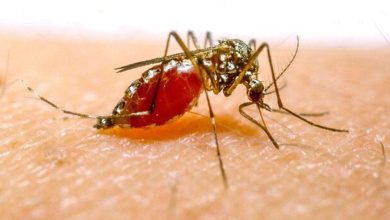 آخرین وضعیت بروز مالاریا در کشور