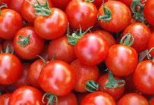 گوجه‌ فرنگی ۱۰ روز دیگر ارزان می‌شود