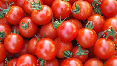 گوجه‌ فرنگی ۱۰ روز دیگر ارزان می‌شود
