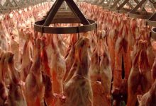 کاهش۲ درصدی تولید گوشت قرمز در مهر ماه