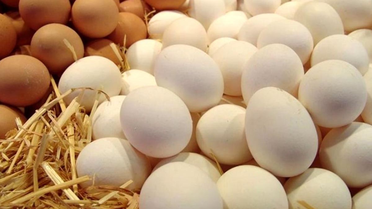 صادرات بیش از ۱۱۰ هزار تن تخم مرغ در هشت ماهه امسال