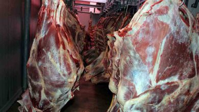 کاهش ۲۹ درصدی تولید گوشت قرمز/جبران با واردات