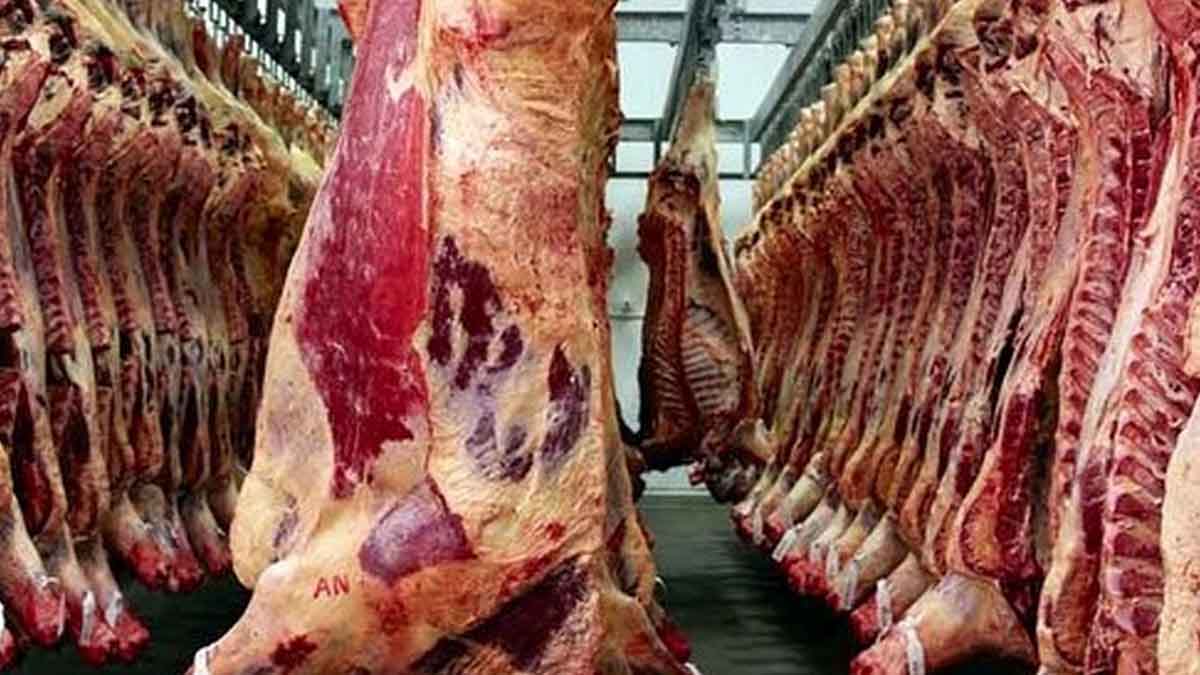 واردات گوشت تازه و منجمد / با سود بازرگانی صفر تا پایان سال