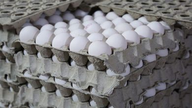 قیمت هر تخم‌مرغ ۲۵ هزار تومان شد + جدول