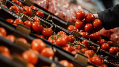 قیمت گوجه فرنگی در مدار کاهشی