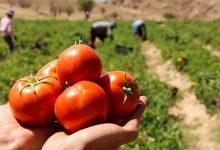 افزایش برداشت ‌گوجه‌فرنگی در کشور/ گوجه ارزان می‌شود