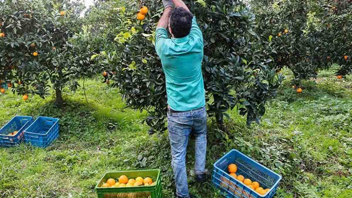 دستمزد کارگران روزمزد در بخش باغبانی و کشاورزی