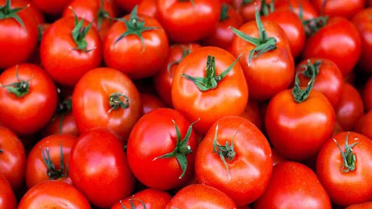 کاهش ۱۰ هزار تومانی قیمت گوجه فرنگی