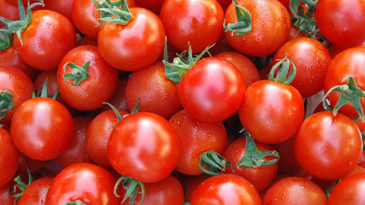 قیمت گوجه فرنگی ۲۰ درصد کاهش یافت