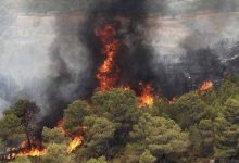 آتش‌سوزی در ۷۳۶ هکتار از مناطق محیط زیستی