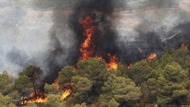 آتش‌سوزی در ۷۳۶ هکتار از مناطق محیط زیستی