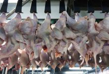 صادرات مرغ به ۶ هزار و ۳۰۰ تن رسید