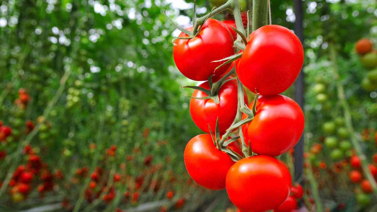 کاهش عوارض گوجه فرنگی به ۱۰ درصد