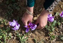خرید توافقی زعفران با هدف حمایت از کشاورزان