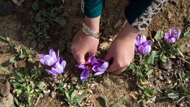خرید توافقی زعفران با هدف حمایت از کشاورزان