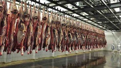 پتانسیل صادرات گوشت قرمز وجود دارد