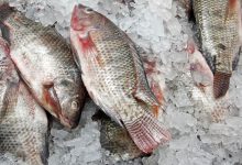 قیمت ماهی قزل آلا در آستانه سال نو