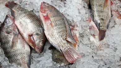 قیمت ماهی قزل آلا در آستانه سال نو