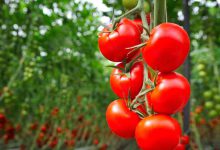 تعرفه صادرات گوجه فرنگی کاهش یافت