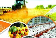 صادرات ۴.۳میلیارد دلاری محصولات غذایی و کشاورزی