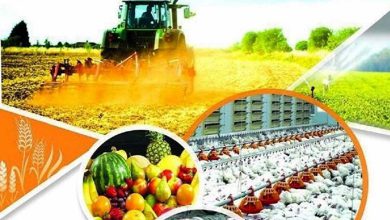 صادرات ۴.۳میلیارد دلاری محصولات غذایی و کشاورزی