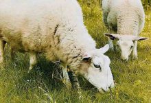 آخرین قیمت خرید و فروش گوسفند زنده در بازار دام