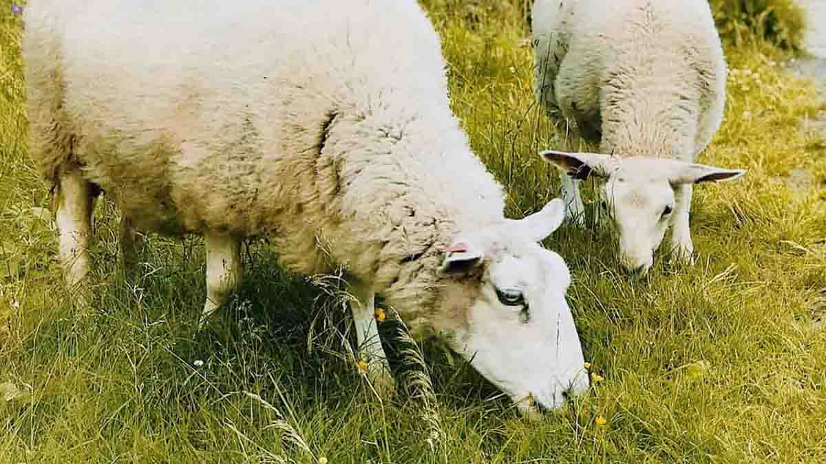 آخرین قیمت خرید و فروش گوسفند زنده در بازار دام
